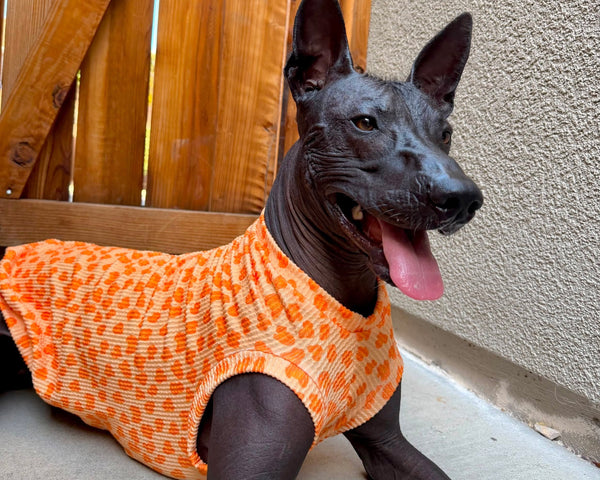 Creamsicle Leopard Ridge Shirt